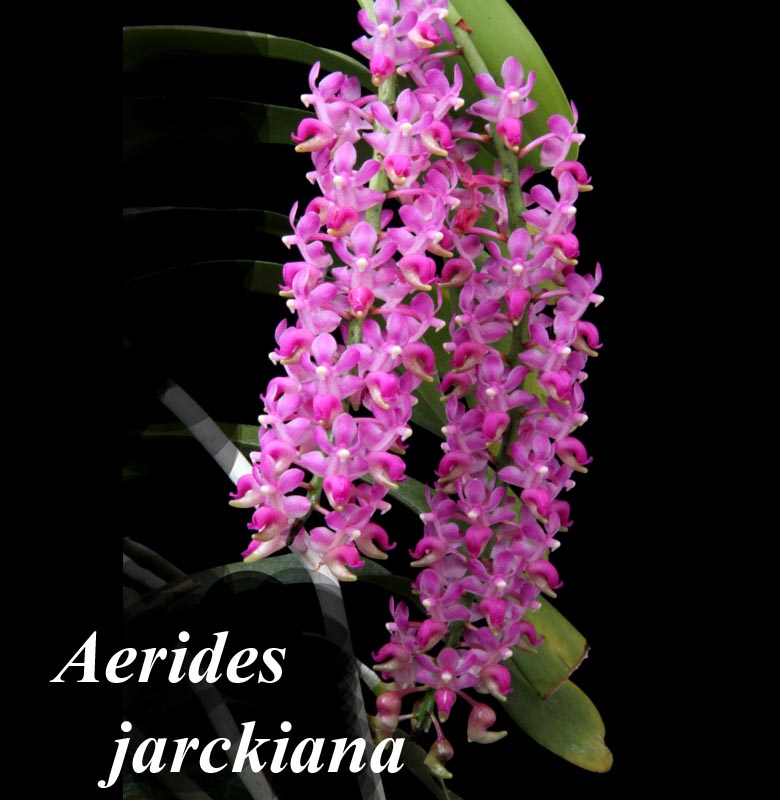 Aerides (Aerides leeana) jarckiana 6" basket